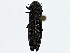  ( - BIOUG91369-D03)  @11 [ ] CreativeCommons - Attribution (2022) CBG Photography Group Centre for Biodiversity Genomics