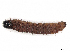  ( - CBG-A08780-D03)  @11 [ ] CreativeCommons - Attribution Share - Alike (2023) CBG Photography Group Centre for Biodiversity Genomics
