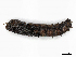  ( - CBG-A08780-E12)  @11 [ ] CreativeCommons - Attribution Share - Alike (2023) CBG Photography Group Centre for Biodiversity Genomics