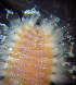  ( - ECOSUR-OH-P0190)  @12 [ ] Unspecified (default): All Rights Reserved  H. Bahena Unspecified