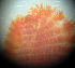  ( - ECOSUR-OH-P0202)  @12 [ ] Unspecified (default): All Rights Reserved  H. Bahena Unspecified