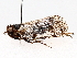  ( - BIOUG56878-A07)  @11 [ ] CreativeCommons - Attribution (2021) CBG Photography Group Centre for Biodiversity Genomics