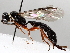  ( - BIOUG56879-F06)  @11 [ ] CreativeCommons - Attribution (2021) CBG Photography Group Centre for Biodiversity Genomics