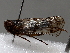  ( - BIOUG56879-G11)  @11 [ ] CreativeCommons - Attribution (2021) CBG Photography Group Centre for Biodiversity Genomics