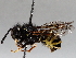  ( - BIOUG56880-D02)  @11 [ ] CreativeCommons - Attribution (2021) CBG Photography Group Centre for Biodiversity Genomics