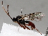  ( - BIOUG56880-D09)  @11 [ ] CreativeCommons - Attribution (2021) CBG Photography Group Centre for Biodiversity Genomics