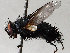 ( - BIOUG56880-G11)  @11 [ ] CreativeCommons - Attribution (2021) CBG Photography Group Centre for Biodiversity Genomics