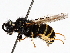  ( - BIOUG56881-A02)  @11 [ ] CreativeCommons - Attribution (2021) CBG Photography Group Centre for Biodiversity Genomics