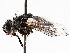  ( - BIOUG56883-A03)  @11 [ ] CreativeCommons - Attribution (2021) CBG Photography Group Centre for Biodiversity Genomics
