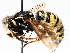  ( - BIOUG56884-A08)  @11 [ ] CreativeCommons - Attribution (2021) CBG Photography Group Centre for Biodiversity Genomics