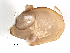  (Sphaerium striatinum - 160960819-R1-2-Sphaerium striatinum)  @11 [ ] CreativeCommons - Attribution  CBG Photography Group Unspecified
