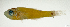  (Ostorhinchus capricornis - L458-020)  @11 [ ] CreativeCommons Attribution ShareAlike (2024) Institut de Recherche pour le Développement Institut de Recherche pour le Développement