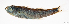  (Upeneus asymmetricus - L458-030)  @11 [ ] CreativeCommons Attribution ShareAlike (2024) Institut de Recherche pour le Développement Institut de Recherche pour le Développement