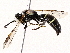  ( - BIOUG73660-E12)  @11 [ ] CreativeCommons - Attribution (2022) CBG Photography Group Centre for Biodiversity Genomics