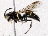  ( - BIOUG73660-F01)  @11 [ ] CreativeCommons - Attribution (2022) CBG Photography Group Centre for Biodiversity Genomics