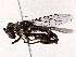  ( - BIOUG73660-F10)  @11 [ ] CreativeCommons - Attribution (2022) CBG Photography Group Centre for Biodiversity Genomics