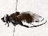  ( - BIOUG73660-G03)  @11 [ ] CreativeCommons - Attribution (2022) CBG Photography Group Centre for Biodiversity Genomics