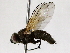  ( - BIOUG73661-A01)  @11 [ ] CreativeCommons - Attribution (2022) CBG Photography Group Centre for Biodiversity Genomics