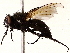  ( - BIOUG73661-A11)  @11 [ ] CreativeCommons - Attribution (2022) CBG Photography Group Centre for Biodiversity Genomics
