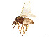  ( - BIOUG75697-B05)  @11 [ ] CreativeCommons - Attribution Share - Alike (2023) CBG Photography Group Centre for Biodiversity Genomics