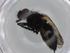  (Drymeia similis - BIOUG75699-E08)  @11 [ ] CreativeCommons - Attribution (2022) Centre for Biodiversity Genomics Centre for Biodiversity Genomics