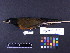  (Turdus celaenops - 1995-0219)  @14 [ ] Copyright (2011) Takema  Saitoh Yamashina Institute for Ornithology