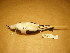  ( - 1995-0263)  @12 [ ] Copyright (2013) Takema  Saitoh Yamashina Institute for Ornithology