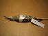  ( - 1996-0101)  @12 [ ] Copyright (2013) Takema  Saitoh Yamashina Institute for Ornithology
