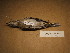  ( - 1995-0062)  @13 [ ] Copyright (2013) Takema  Saitoh Yamashina Institute for Ornithology