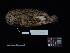  (Otus lempiji - 2012-2414)  @11 [ ] Copyright (2017) Takema  Saitoh Yamashina Institute for Ornithology