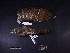  ( - 1995-0679)  @12 [ ] Copyright (2013) Takema  Saitoh Yamashina Institute for Ornithology