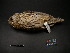  ( - 1995-0700)  @12 [ ] Copyright (2013) Takema  Saitoh Yamashina Institute for Ornithology