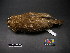  ( - 1995-0700)  @13 [ ] Copyright (2013) Takema  Saitoh Yamashina Institute for Ornithology