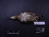  ( - 1999-0186)  @12 [ ] Copyright (2013) Takema  Saitoh Yamashina Institute for Ornithology