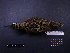  ( - 1999-0186)  @12 [ ] Copyright (2013) Takema  Saitoh Yamashina Institute for Ornithology