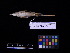  ( - 1999-0242)  @13 [ ] Copyright (2013) Takema  Saitoh Yamashina Institute for Ornithology