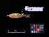  (Emberiza aureola - 1999-0362)  @14 [ ] Copyright (2013) Takema  Saitoh Yamashina Institute for Ornithology