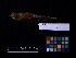  ( - 2001-0081)  @12 [ ] Copyright (2013) Takema  Saitoh Yamashina Institute for Ornithology