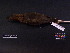  ( - 2001-0192)  @12 [ ] Copyright (2013) Takema  Saitoh Yamashina Institute for Ornithology