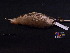  ( - 2003-0120)  @13 [ ] Copyright (2013) Takema  Saitoh Yamashina Institute for Ornithology