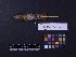  ( - 2003-0215)  @12 [ ] Copyright (2013) Takema  Saitoh Yamashina Institute for Ornithology