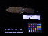  ( - 2006-0238)  @13 [ ] Copyright (2013) Takema  Saitoh Yamashina Institute for Ornithology