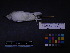  ( - 1993-0448)  @12 [ ] Copyright (2013) Takema  Saitoh Yamashina Institute for Ornithology