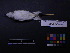  ( - 1993-0483)  @13 [ ] Copyright (2013) Takema  Saitoh Yamashina Institute for Ornithology