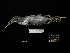  ( - 1995-0112)  @13 [ ] Copyright (2013) Takema  Saitoh Yamashina Institute for Ornithology