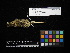  ( - 2010-0875)  @12 [ ] Copyright (2013) Takema  Saitoh Yamashina Institute for Ornithology