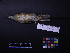  ( - 1988-0670)  @12 [ ] Copyright (2015) Takema  Saitoh Yamashina Institute for Ornithology