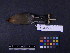  (Bombycilla garrulus - 2006-5387)  @14 [ ] Copyright (2015) Takema  Saitoh Yamashina Institute for Ornithology