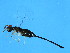  ( - MIC-SCA.1-HN-2)  @13 [ ] CreativeCommons - Attribution (2008) Unspecified Centre for Biodiversity Genomics