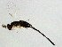  (Sycoscapter sp. 1-MIC - MIC-SCA.1-HN-3)  @14 [ ] CreativeCommons - Attribution (2008) Unspecified Centre for Biodiversity Genomics